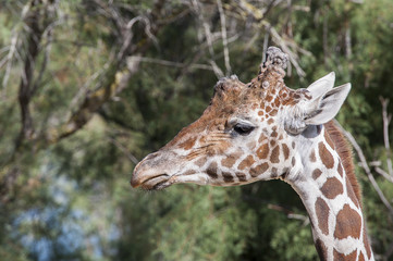 Girafe de profil