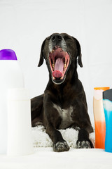 Fototapete bei efototapeten.de bestellen   