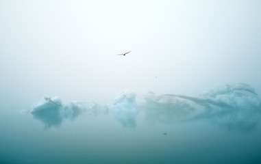 Tern birds fly over smal ice bergs in  jökulsárlón, Iceland