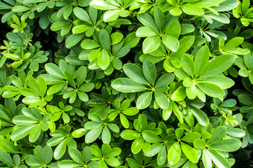Fototapeta na wymiar Leaves of plant as background or texture