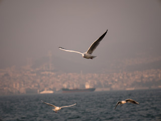 Fototapeta na wymiar Group of seagull bird flying by the sea