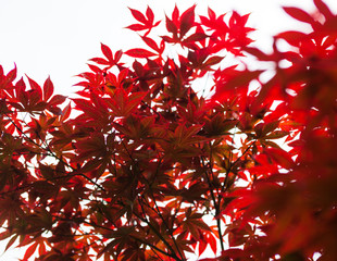 Pink leaves of the Japanese maple (Acer palmatum)