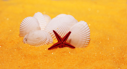 Seashells on the sand, nature.