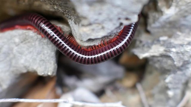 Closeup view of a large, venomous millipede crawls