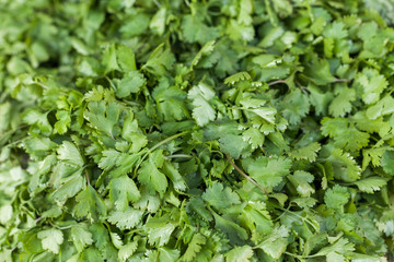 Cilantro leaves