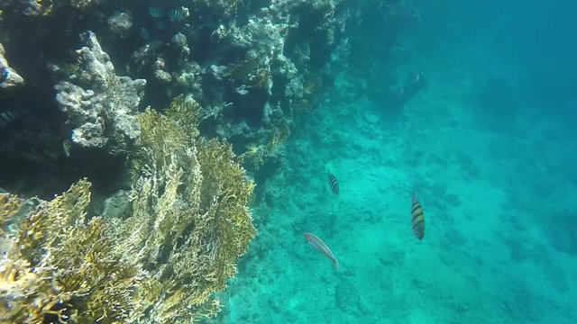Fish drifting near the reef. Video in a slowed fourfold. Slow motion