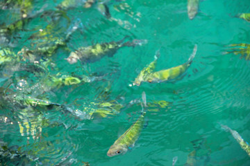 School of Striped Eel Catfish