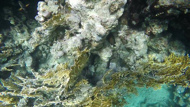 Fish near coral reef, you can also see the giant clam. Video in a slowed fourfold. Slow motion