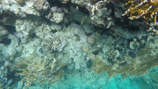 Flora and fauna of coral reefs. Video in a slowed fourfold. Slow motion