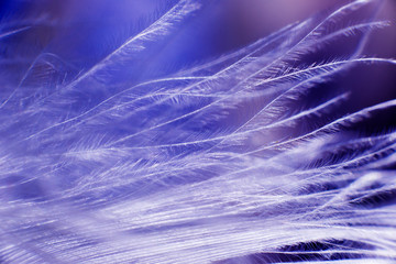 Feather birds close-up. Macro photography.