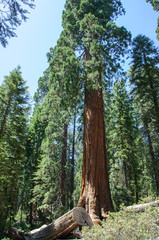 Giant trees in Sequoia National Park, California, USA