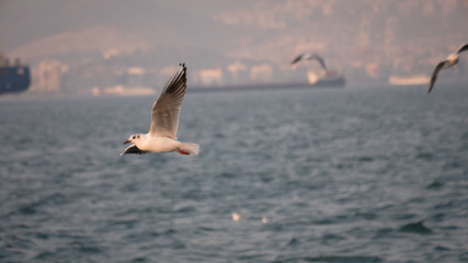 Group of seagull bird flying by the sea