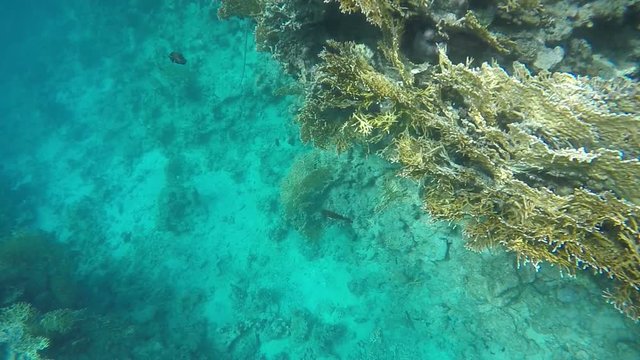 The seabed near the reef. Video in a slowed fourfold. Slow motion
