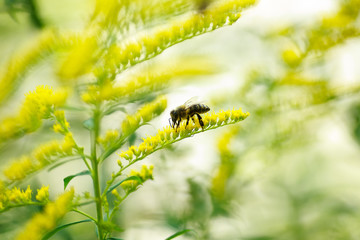 Lonely bee sits on a yellow flowering goldenrod and collects nectar