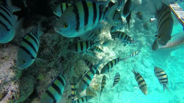 A flock fish closeup. Video in a slowed fourfold. Slow motion
