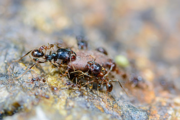 Beautiful black ants on stone.