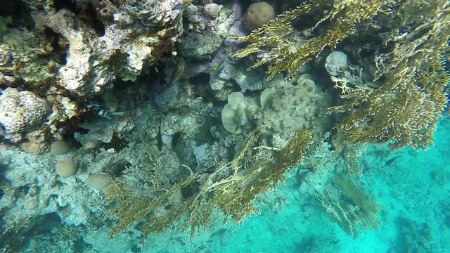 Coral reefs. You can see a variety of fish. Video in a slowed fourfold. Slow motion