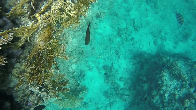Fish swim near coral. Video in a slowed fourfold. Slow motion