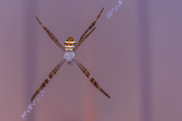Big scary spider in a web.