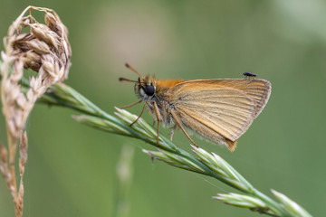 Ockergelber Braundickkopffalter