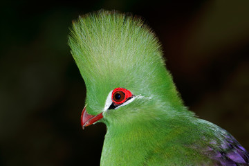 Portrait of a colorful green turaco (Tauraco persa) on black, West Africa.