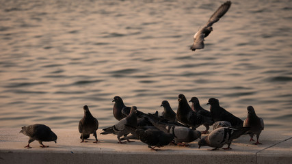 Fototapeta premium Group of pigeon eating by the sea