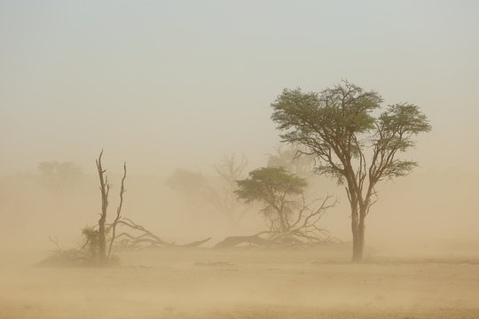 Landscape with trees during a severe sand storm in the Kalahari desert, South Africa.