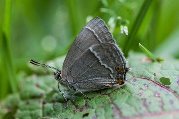 Blauer Eichenzipfelfalter