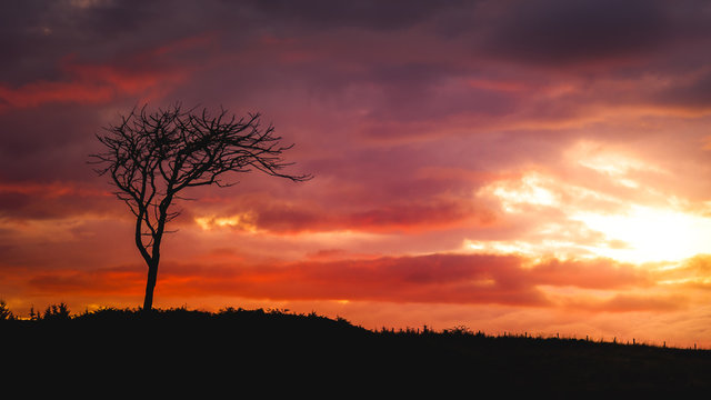 Tree with sunset