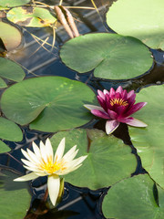 lotus in the pond