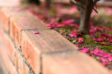 Fototapeta premium サザンカの花びら