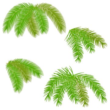 Set green palm tree leaves on white background.Vector.