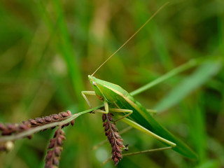 grasshopper on the grass leaf in moring light