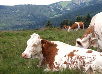 Fototapeta na wymiar Milchkühe auf der Weide in den Bergen