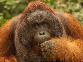 Orang Utan Alphatier