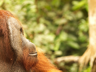 Nachdenklicher Orang Utan
