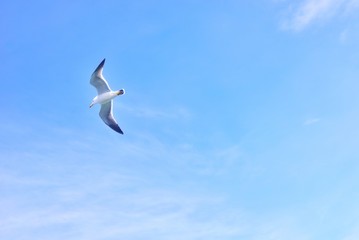 Black-tailed gull flying in the sky at Matsushima