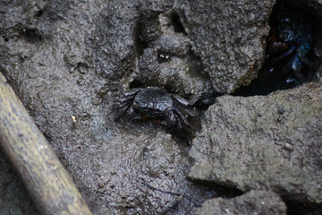 Crab on the ground in the mangrove forest.