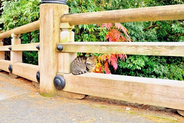 Cute cat sitting on wooden bridge railing
