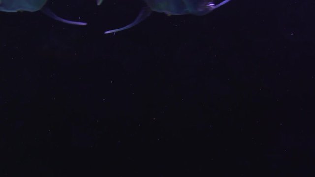 Group of Lookdown fish at aquarium glowing blue.
