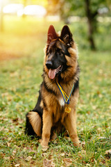 Champion German Shepherd sits on grass with golden medals around his neck after winning the dog show