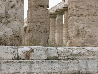 Un gatto in un tempio di Paestum in Italia.