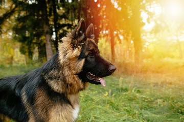 Beautiful young dog German Shepherd at sunset. Side view