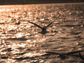 One seagull bird flying by the sea