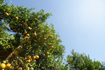 Fototapeta na wymiar Ripe shogun orange hanging on tree. tangerine fruit