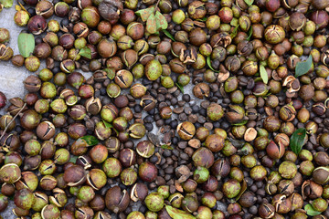 Camellia oil seed background