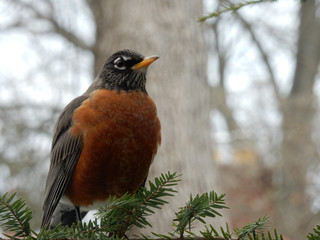 Robin, up close in the winter