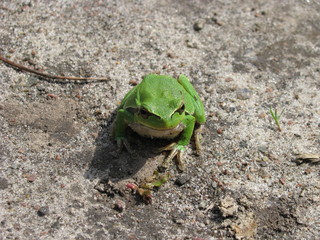 Tree Frog