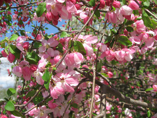 Crabapple blossoms in the spring