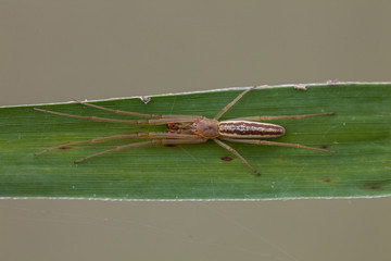 Streckerspinne